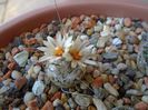 Turbinicarpus dickisoniae