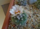 Turbinicarpus hb.