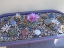 Grup de 7 Turbinicarpus