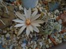 Turbinicarpus klinkerianus