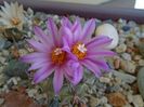 Turbinicarpus viereckii