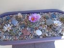 Grup de 7 Turbinicarpus