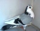 6999  mascul  2019_3