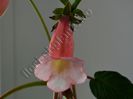 Sinningia Luci s Pink Coral