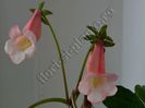 Sinningia Luci s Pink Coral