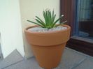 Agave albopilosa