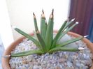 Agave albopilosa
