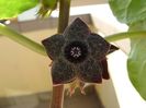 Matelea cyclophylla