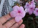 Peach blossom