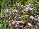 aster ericoides Esther