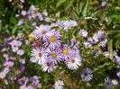 aster ericoides Esther