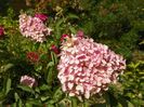 hydrangea pan. Fraise Melba