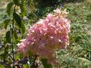 hydrangea pan. Fraise Melba