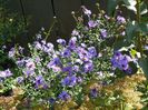 aster inalt
