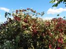 parthenocyssus si clematis Summer Snow