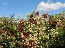 parthenocyssus si clematis Summer Snow