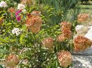 hydrangea pan. Vanille Fraise