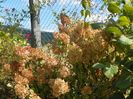 hydrangea pan. Sundae Fraise