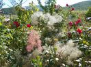 cotinus cogg. Young Lady