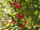 malus Red Sentinel