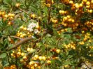 pyracantha Soleil d'Or