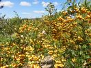 pyracantha Soleil dOr