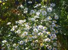 aster din padure