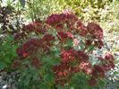 sedum Carl
