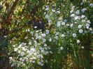 aster din padure