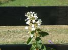 hydrangea pan. Tardiva