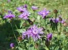 centaurea jacea