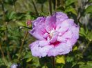 hibiscus syr. Lavender Chiffon