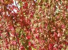 acer tataricum