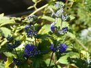 caryopteris clandonensis