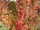 acer tataricum