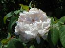 White Jacques Cartier