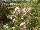Heavenly Pink