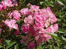 Heavenly Pink