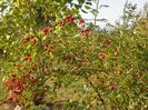 rosa canina