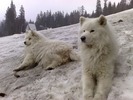 samoyezi1