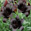 Lilium 'Nightrider'