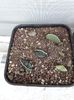 Adromischus si echeveria