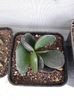 Adromischus montium klinghardtii