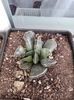 Adromischus cooperii