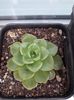 Echeveria sp.