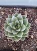 Echeveria sp