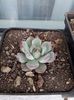 Echeveria sp