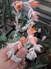 Echeveria runyonii