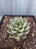 Echeveria sp