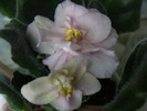 Heartland"s Lime Sherbeth